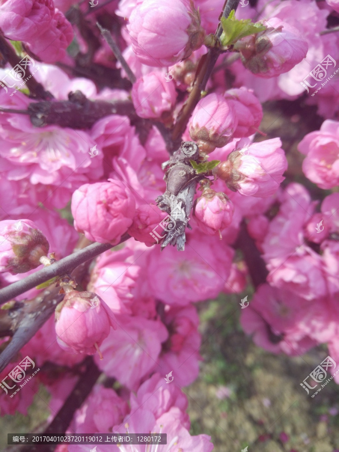 红色樱花,樱花