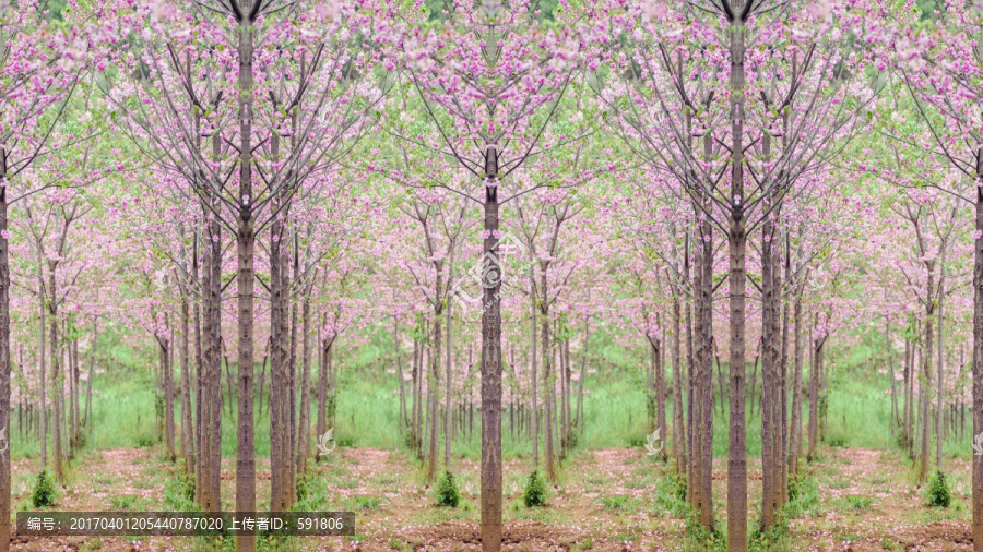 浪漫櫻花婚禮婚紗背景