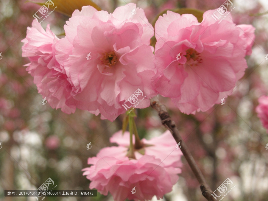 梅花花朵