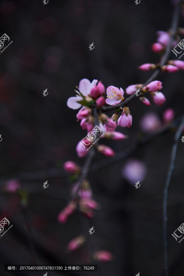 粉色梅花春天粉色花朵植物摄影