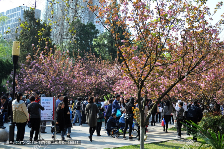 樱花,赏花