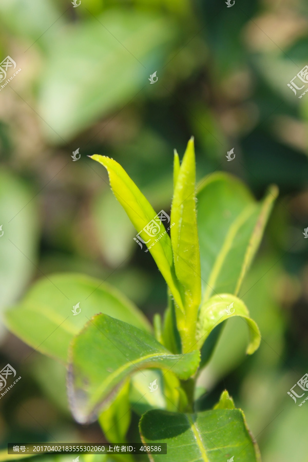 茶叶,茶芽,龙井茶叶,绿芽