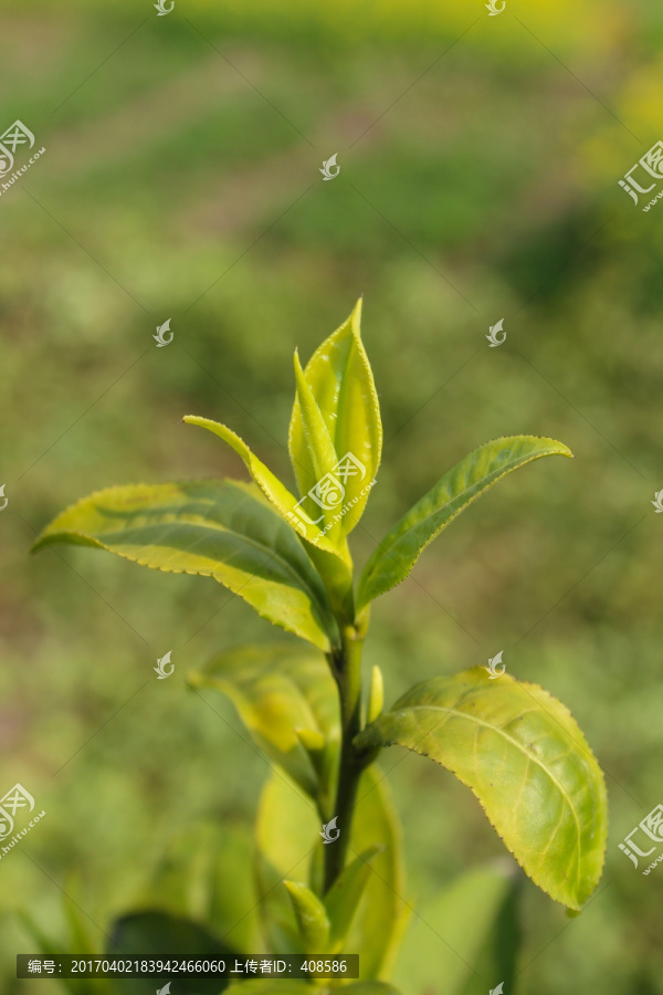 茶叶,茶芽,龙井茶叶,绿芽