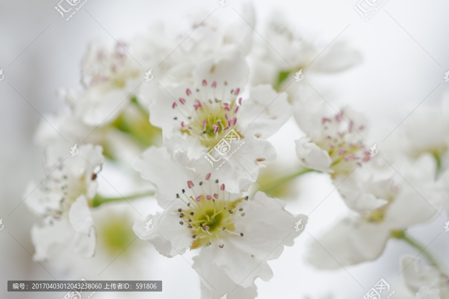 清新梨花特写