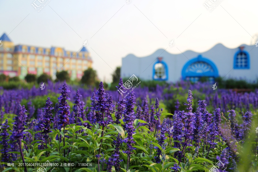 薰衣草,紫色,花海,紫色背景