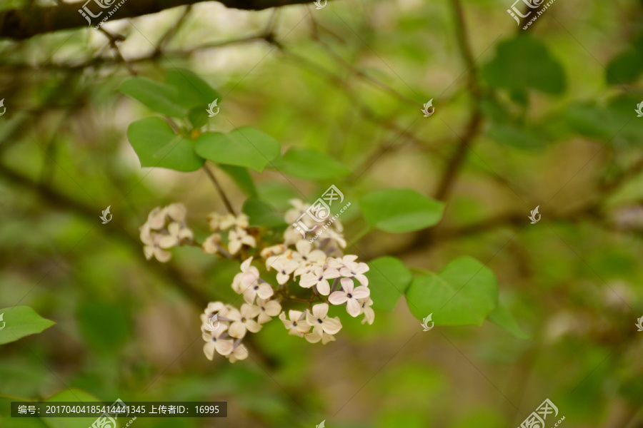 丁香花