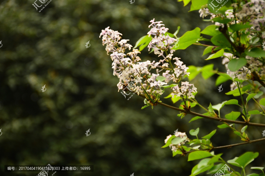 丁香花