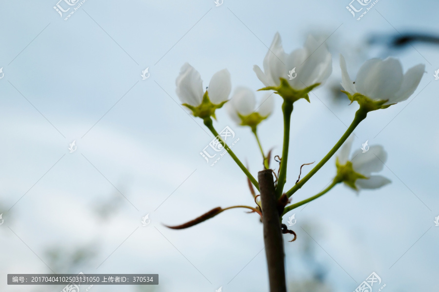 春天,踏青,桃花,花卉,桃园