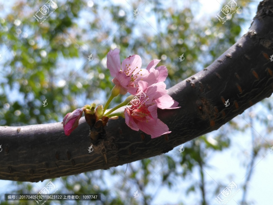 桃花