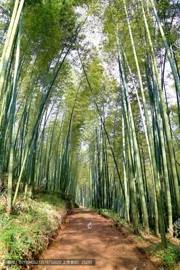 竹海,竹林,小路