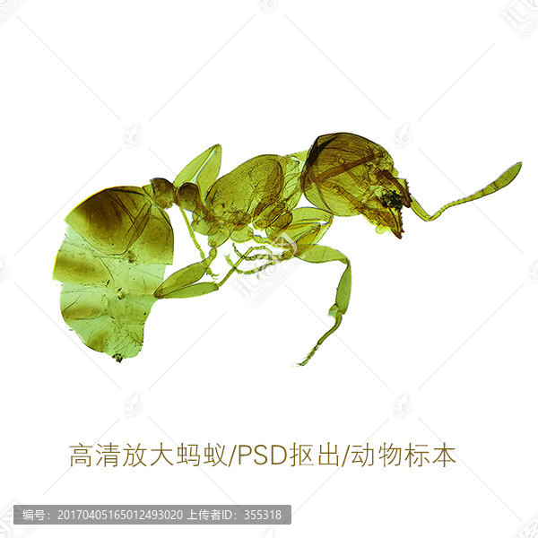 螞蟻,顯微攝影,微距