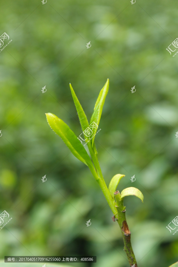 茶叶,茶芽,绿芽,嫩芽