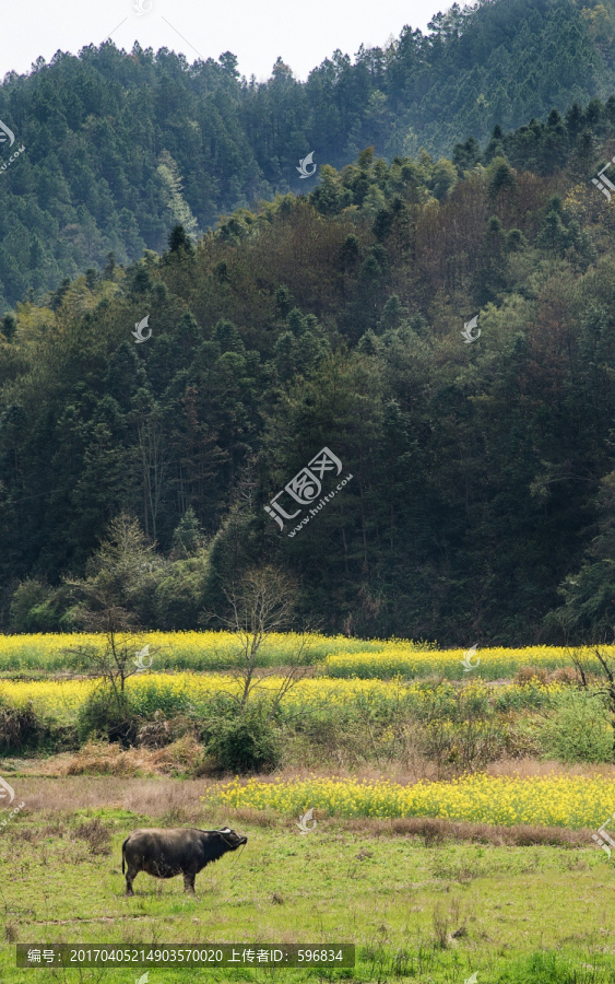 油菜花,田园