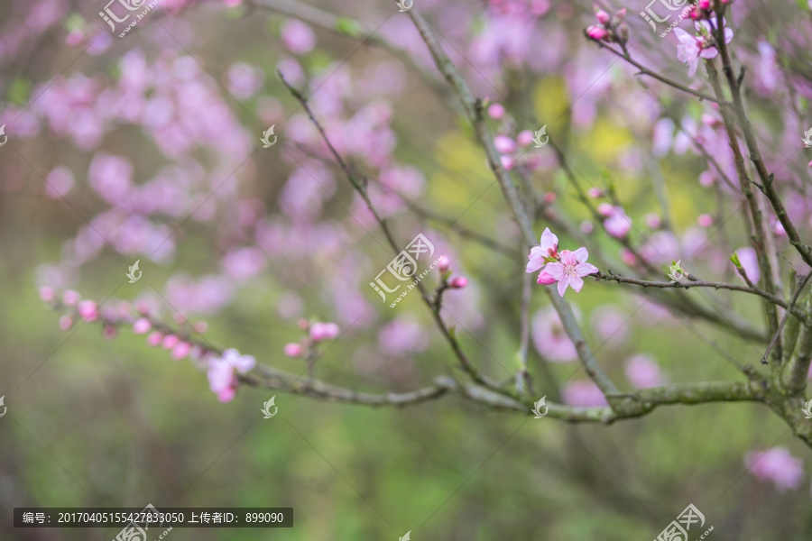 桃花背景