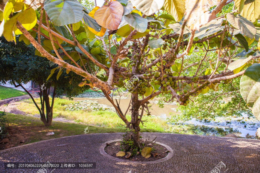 大果榕植株