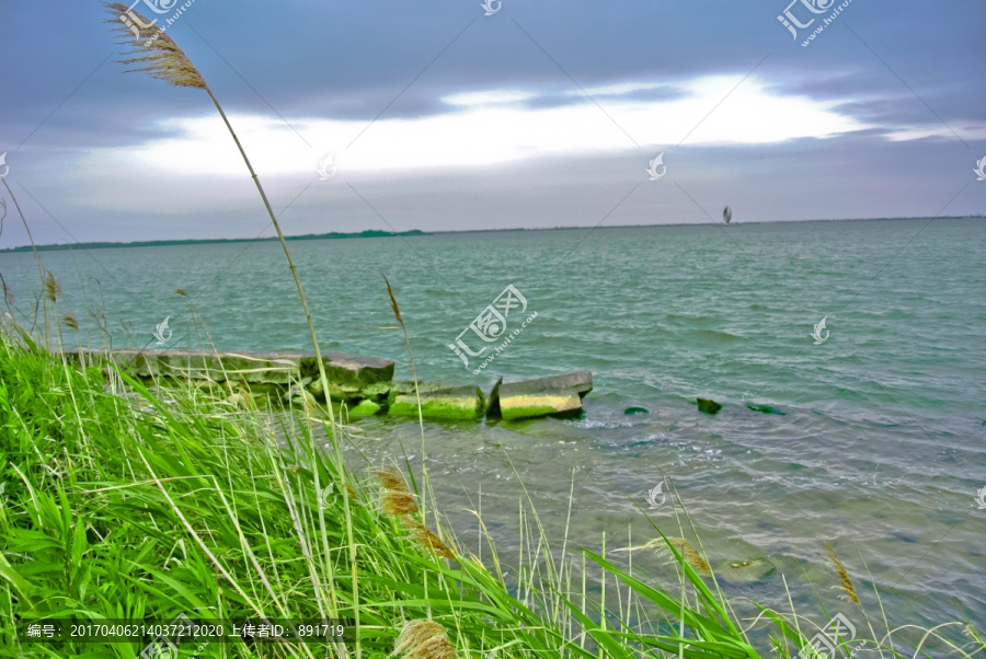 滴水湖景观,滩涂,湿地,芦苇