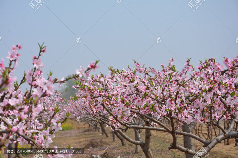 桃花林