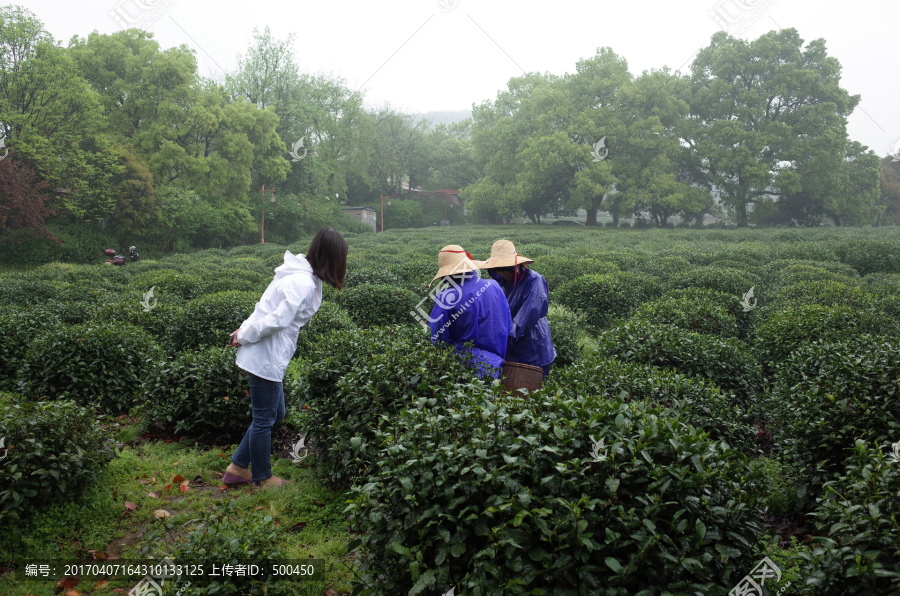 采茶