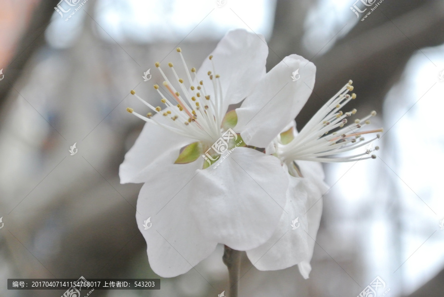 山桃花野桃花