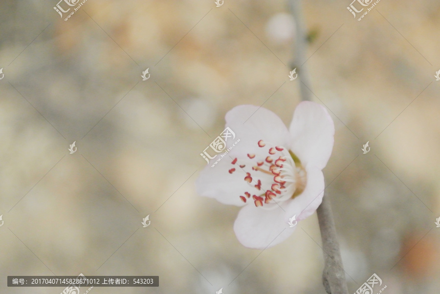 山桃花野桃花假桃花