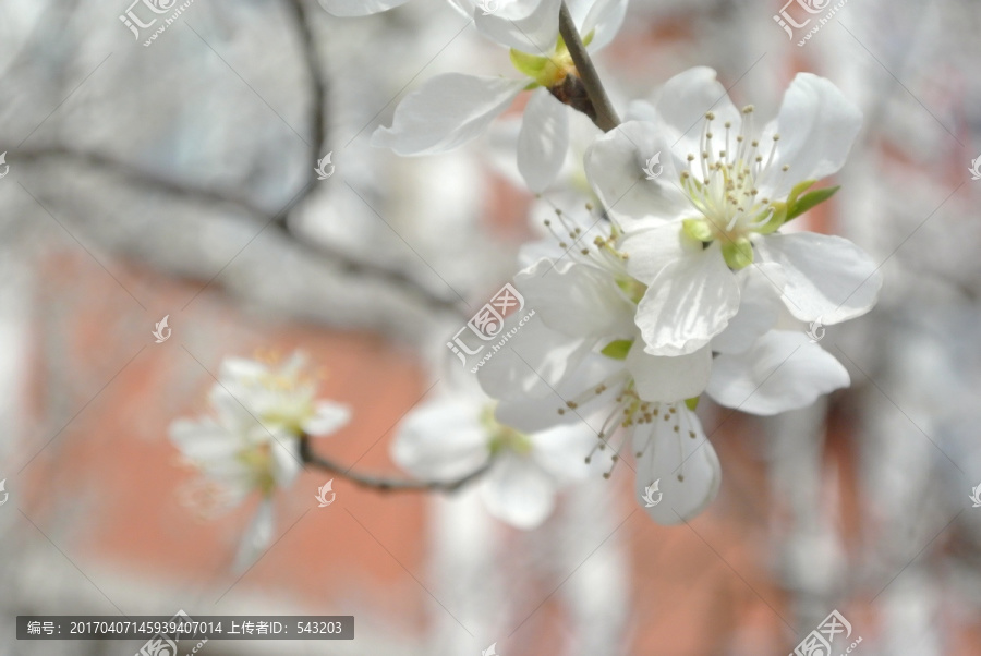 山桃花野桃花假桃花