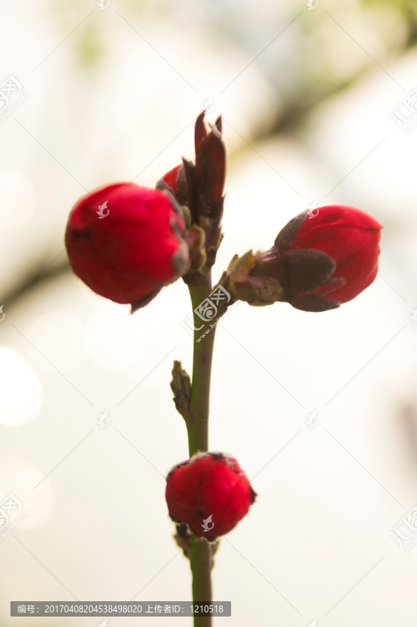 唯美桃花花苞