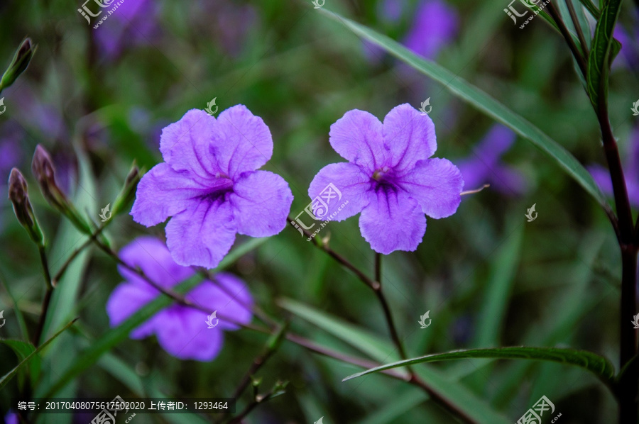 蓝花草,翠芦莉