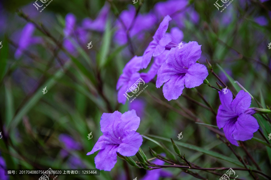 蓝花草,翠芦莉