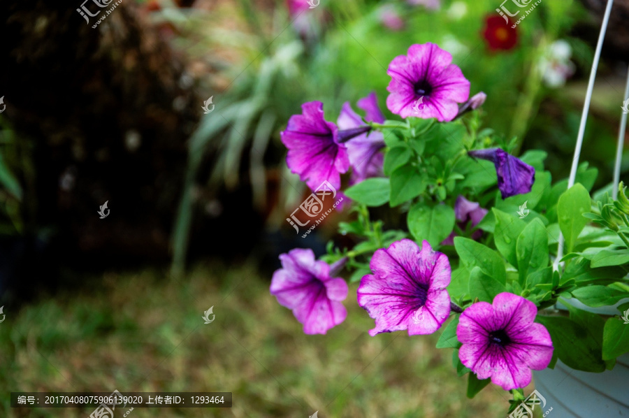 蓝花草,翠芦莉