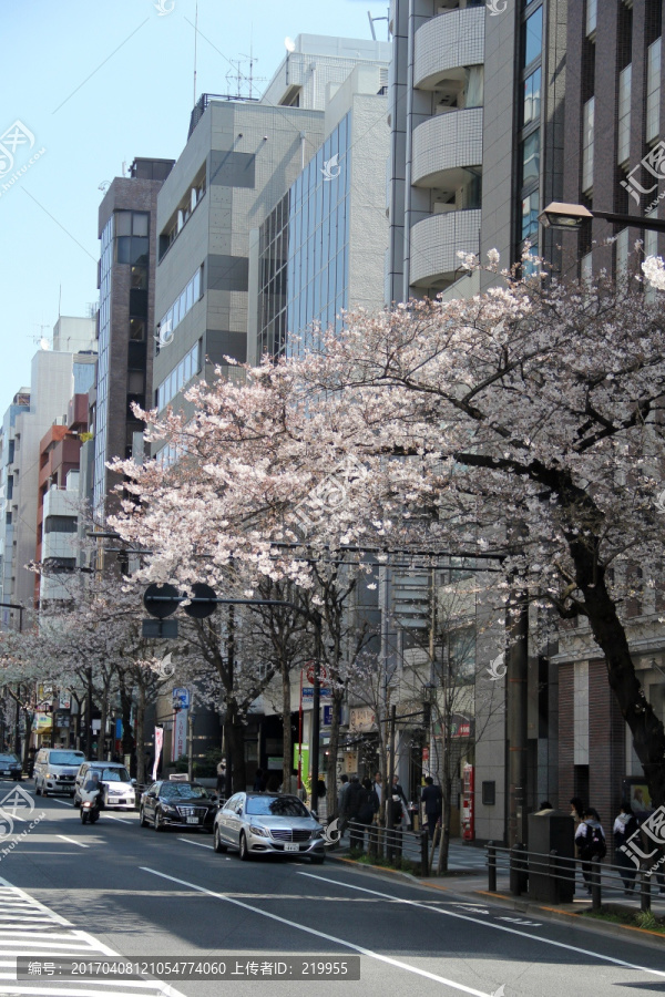 东京樱花