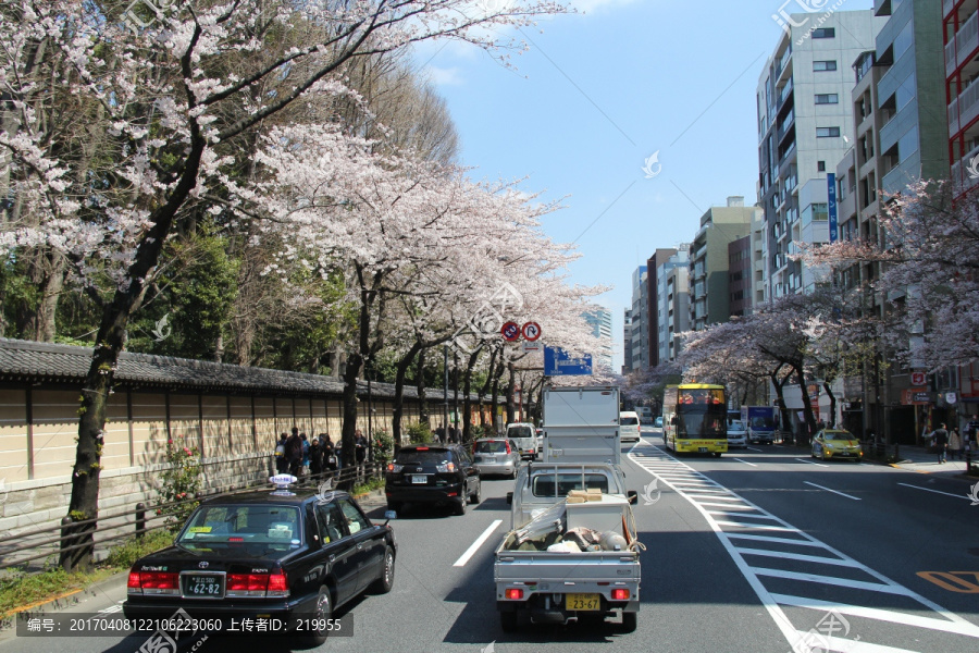 日本樱花