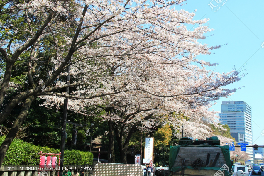 日本樱花