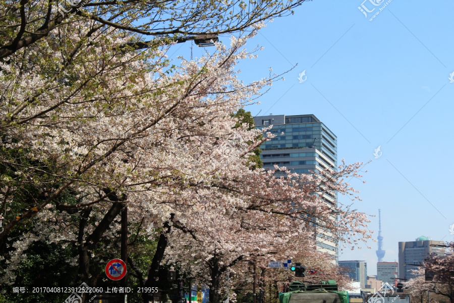 日本樱花