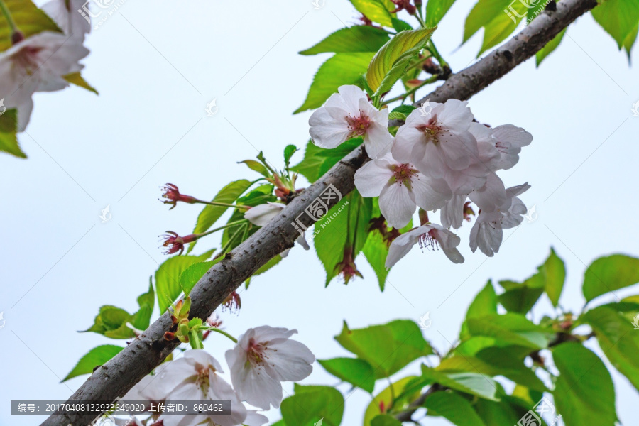 樱花绽放,樱花树,樱花树枝,花