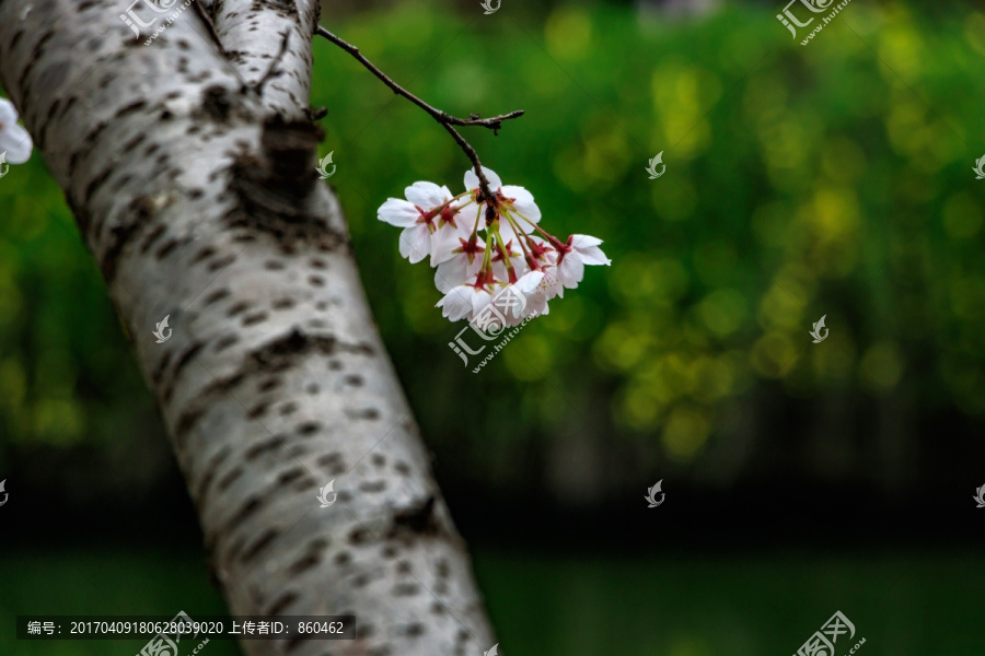 樱花盛开,樱花观赏,樱花树