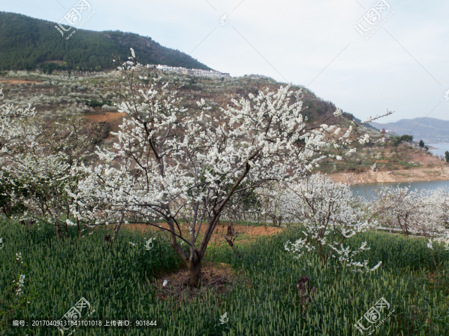 巫峡李花