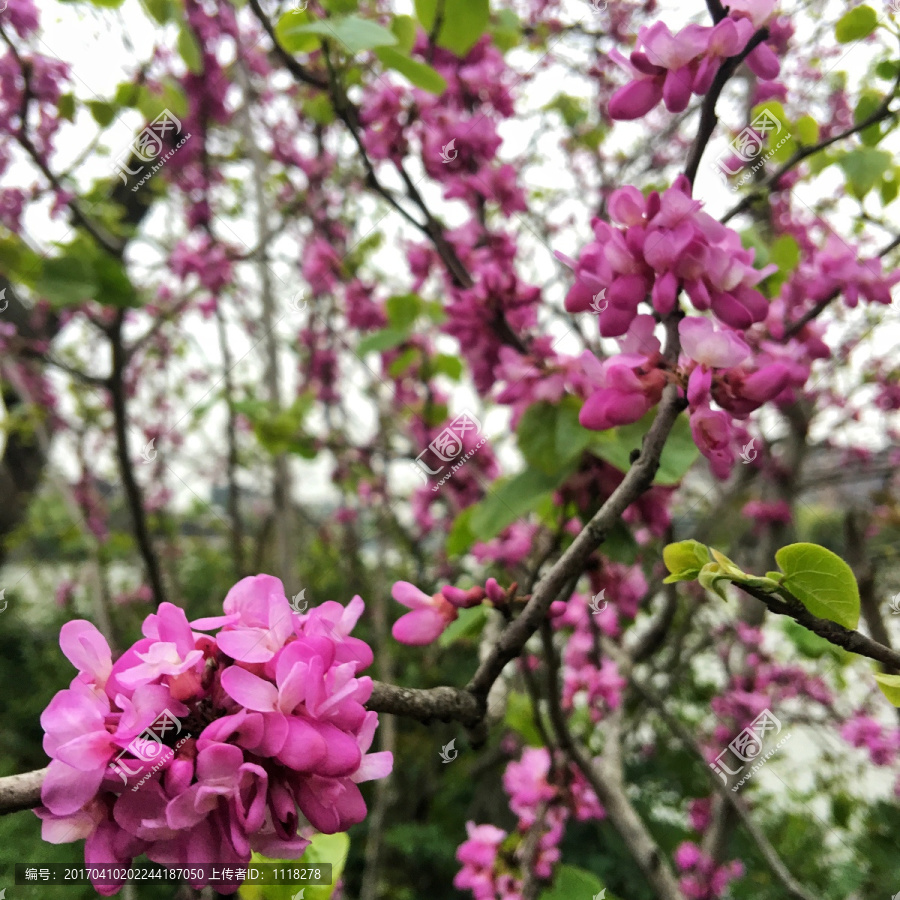 紫荆花