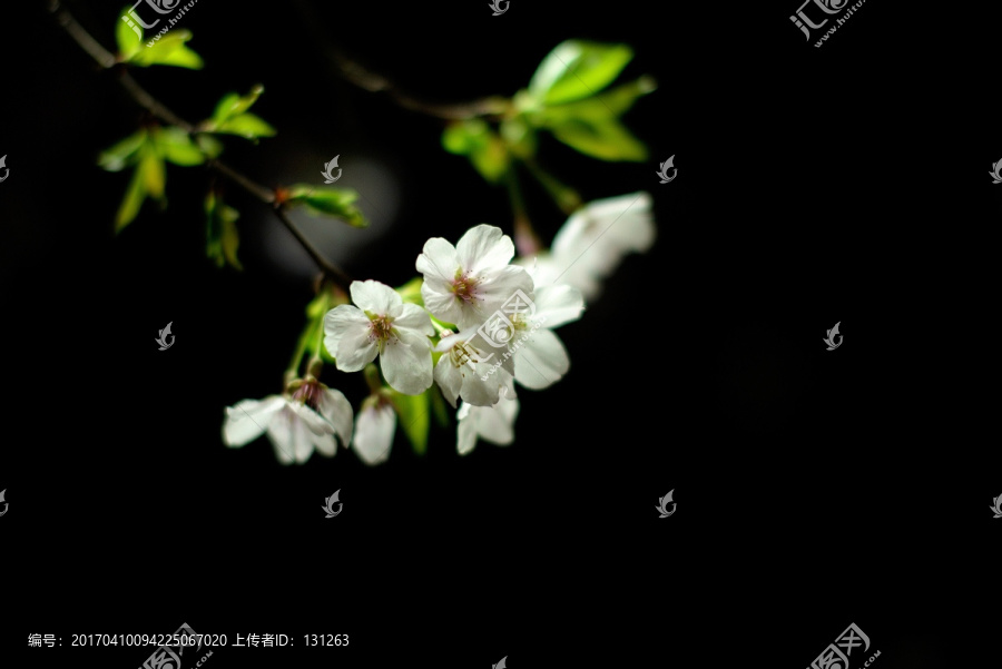 夜晚的樱花,白色花瓣