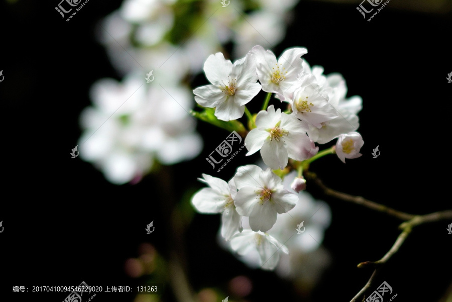 夜晚的樱花,白色花瓣