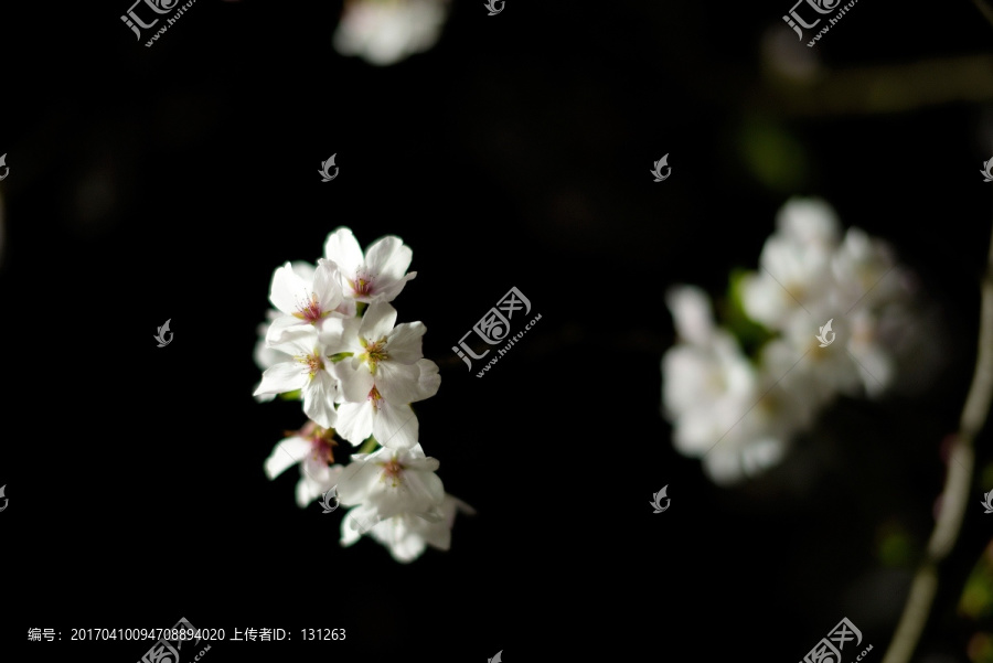 白色樱花,黑色背景