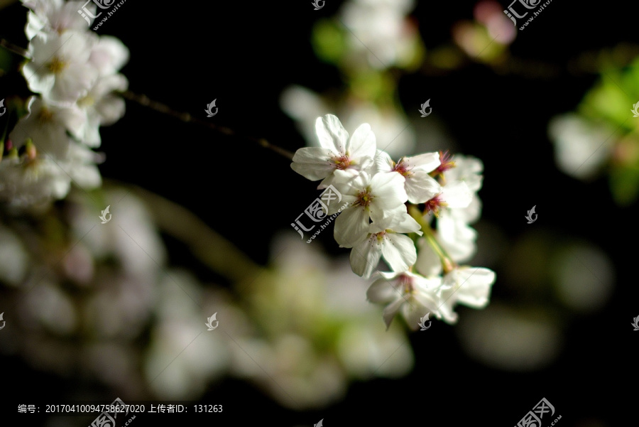 夜色中的樱花,白色樱花