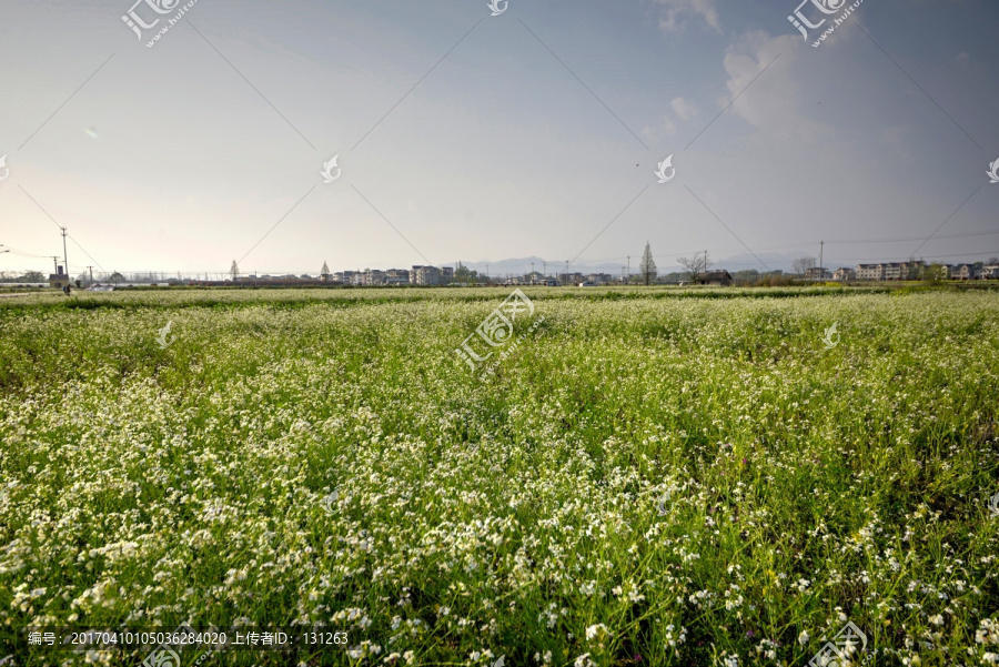 浙江兰溪岩头村,白色萝卜花