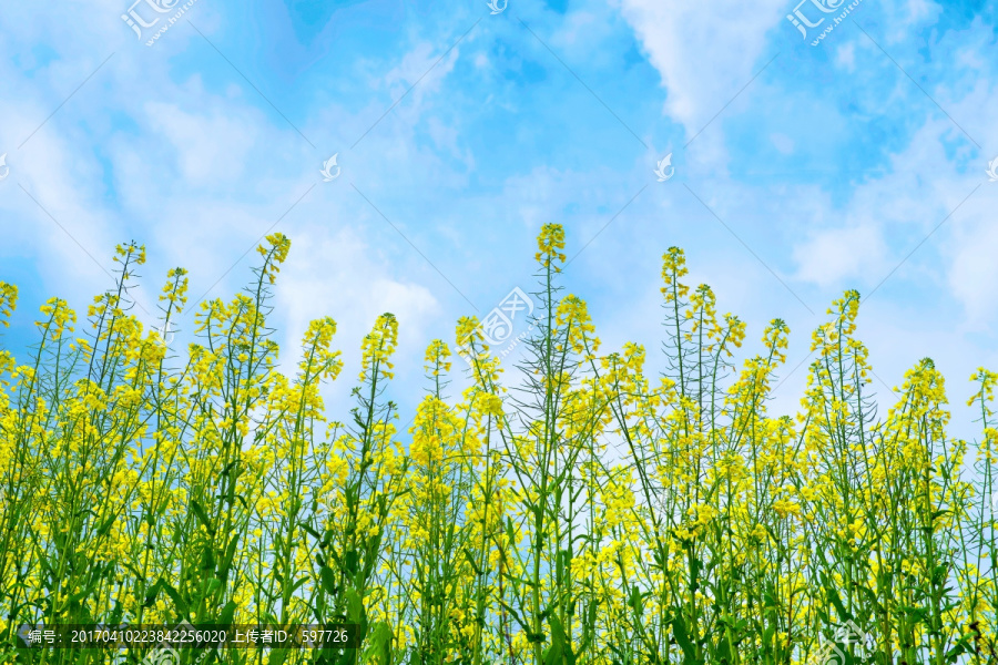 蓝天白云油菜花