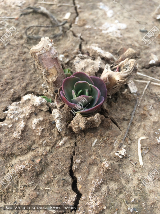 稀有植物