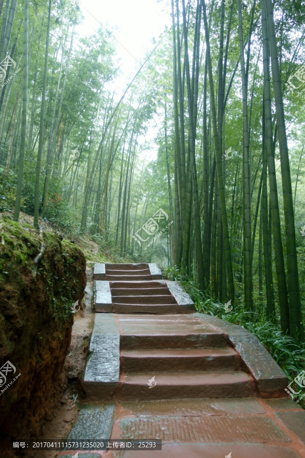 蜀南竹海,竹林步道