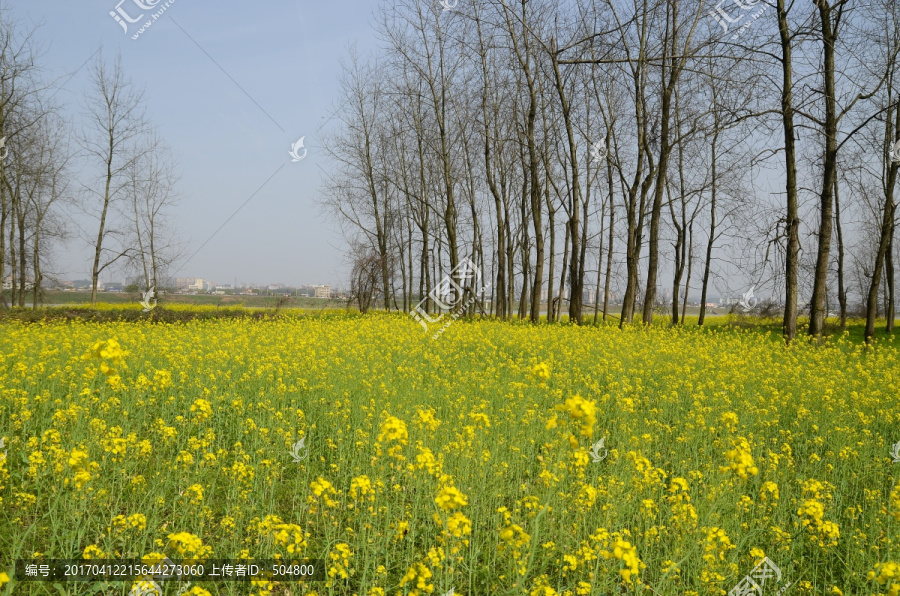 油菜花