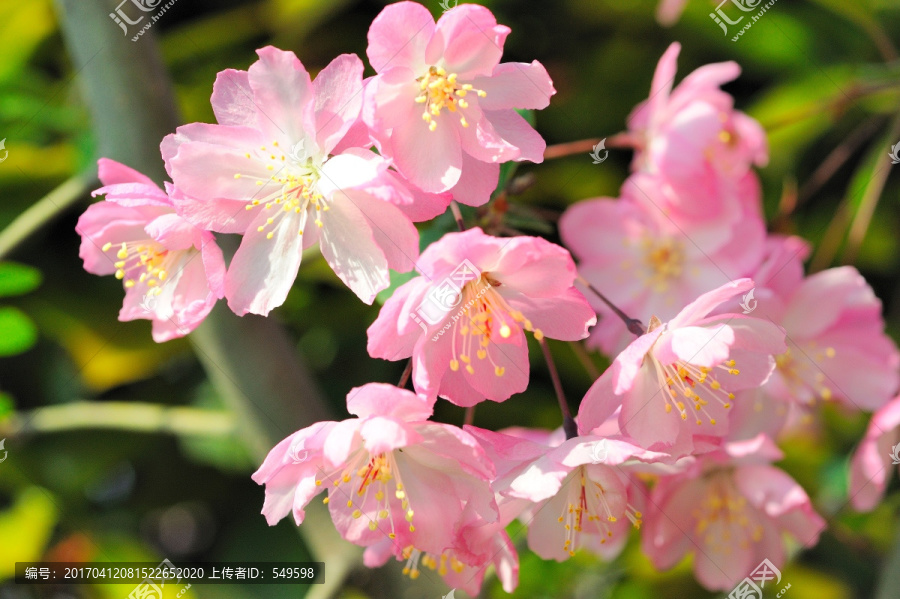 粉红色海棠花