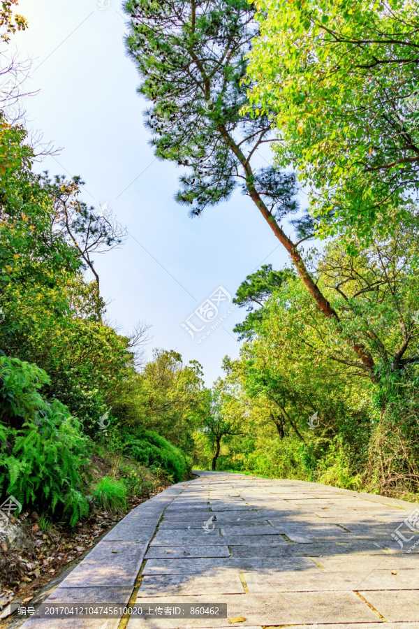 树林光影小道