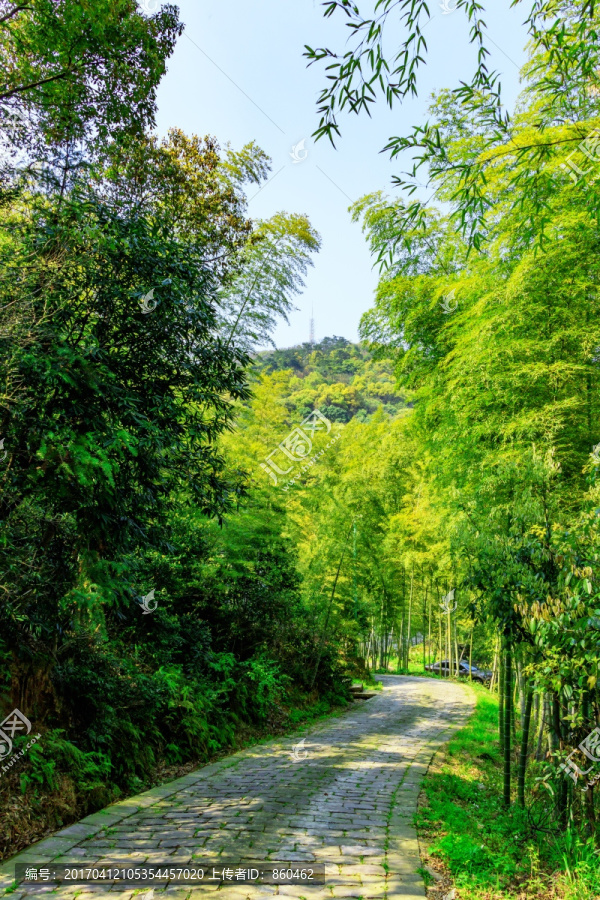 竹林小道