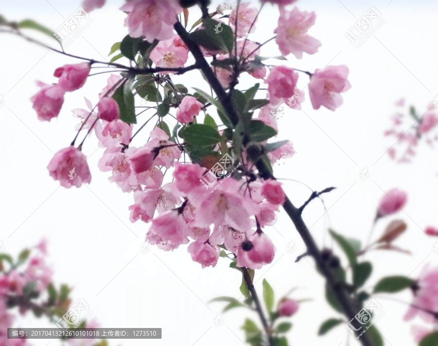 海棠花